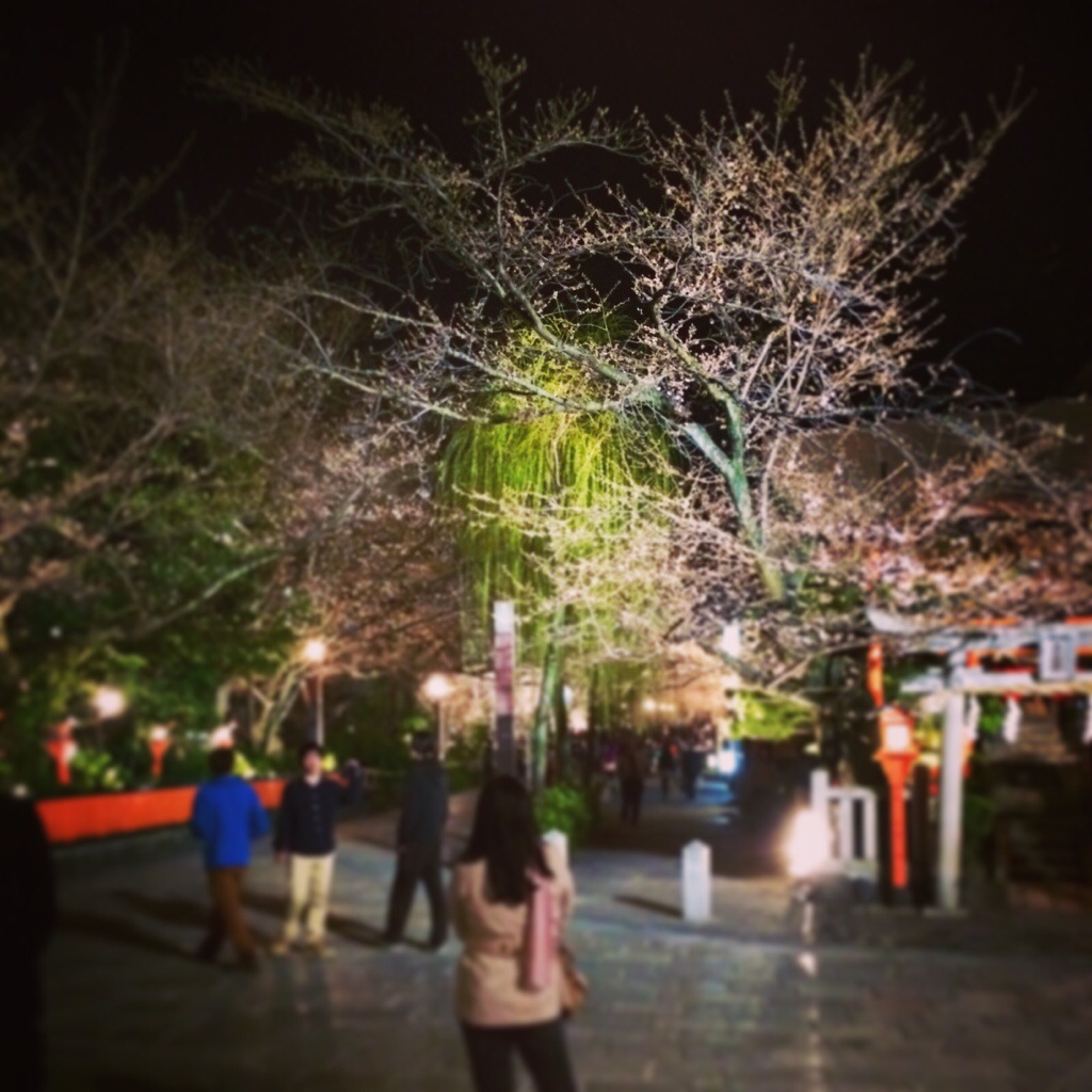 祇園白川にて桜のライトアップ開始